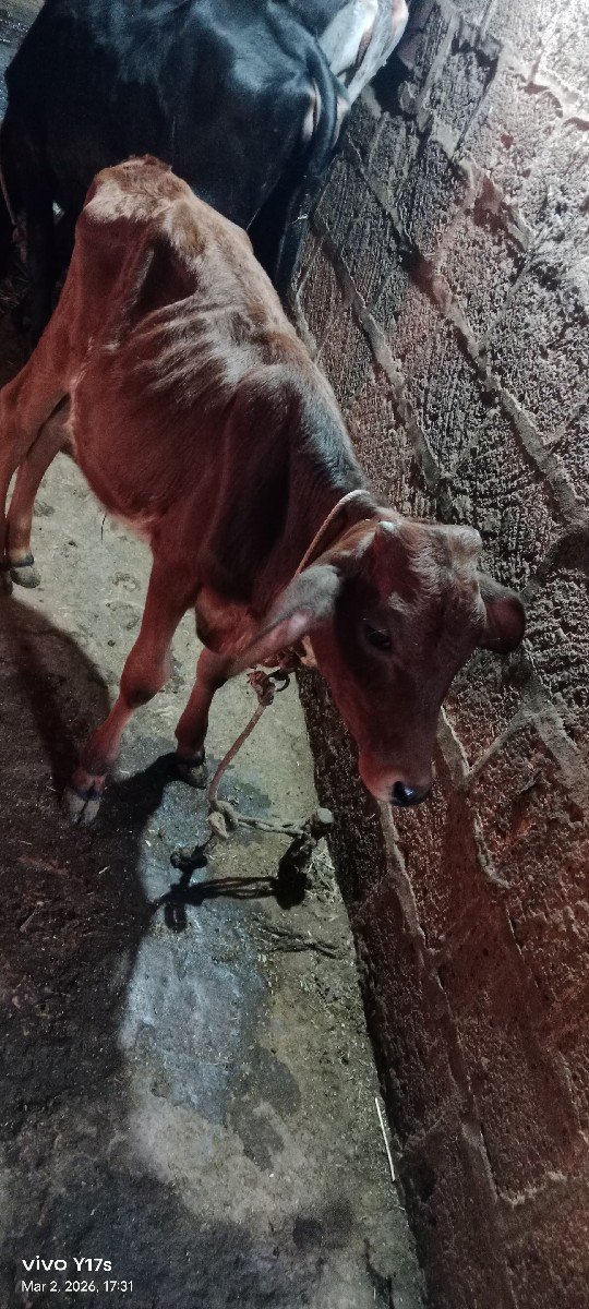 એસફ હોડકી વેચવાની છે