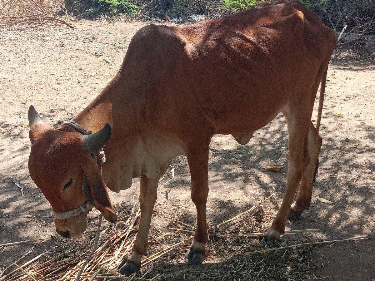 hodki vechvani che