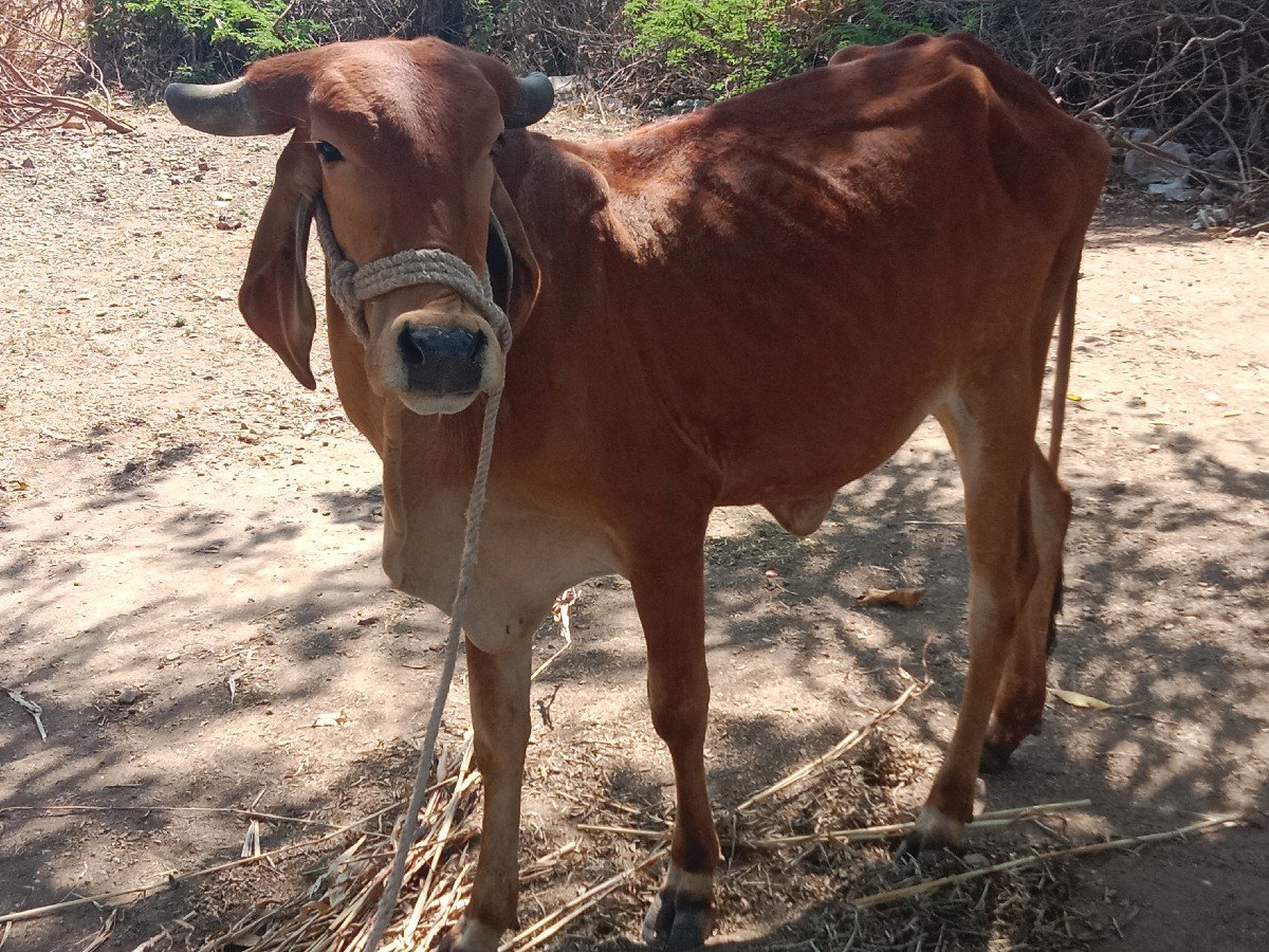 hodki vechvani che