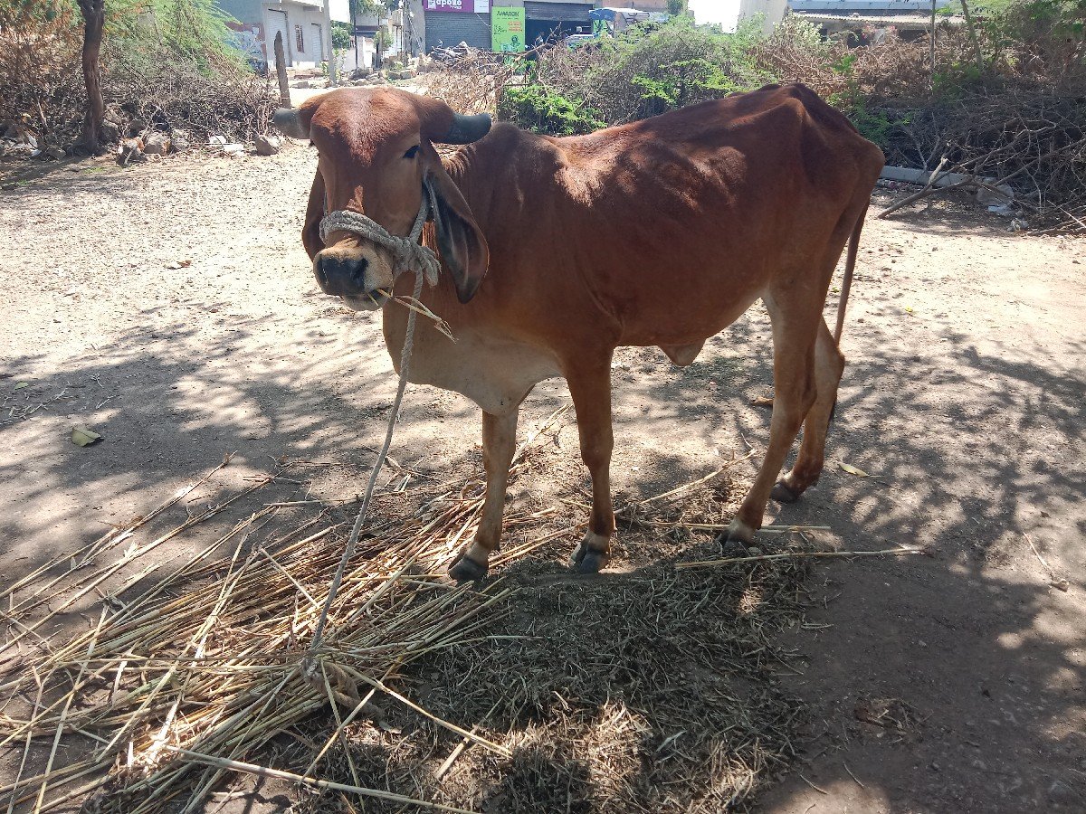 hodki vechvani che