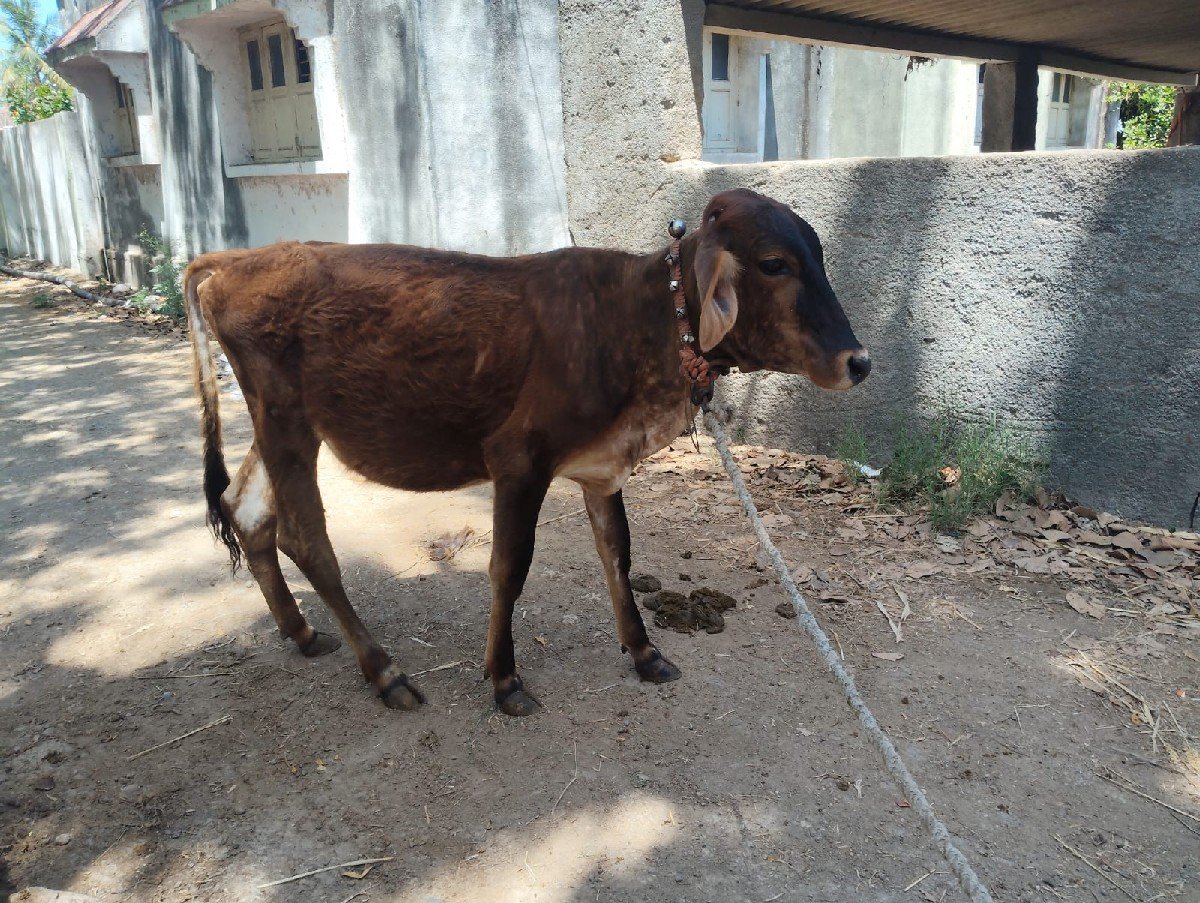 Vachadi