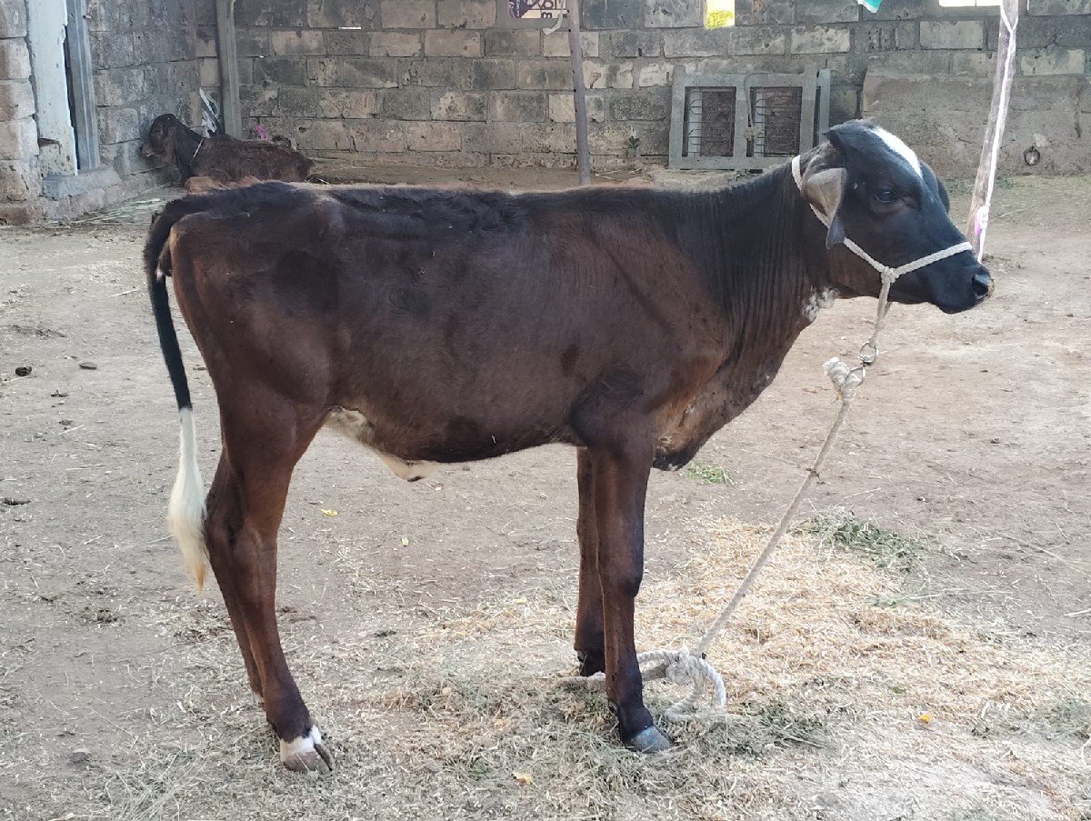 Vachadi