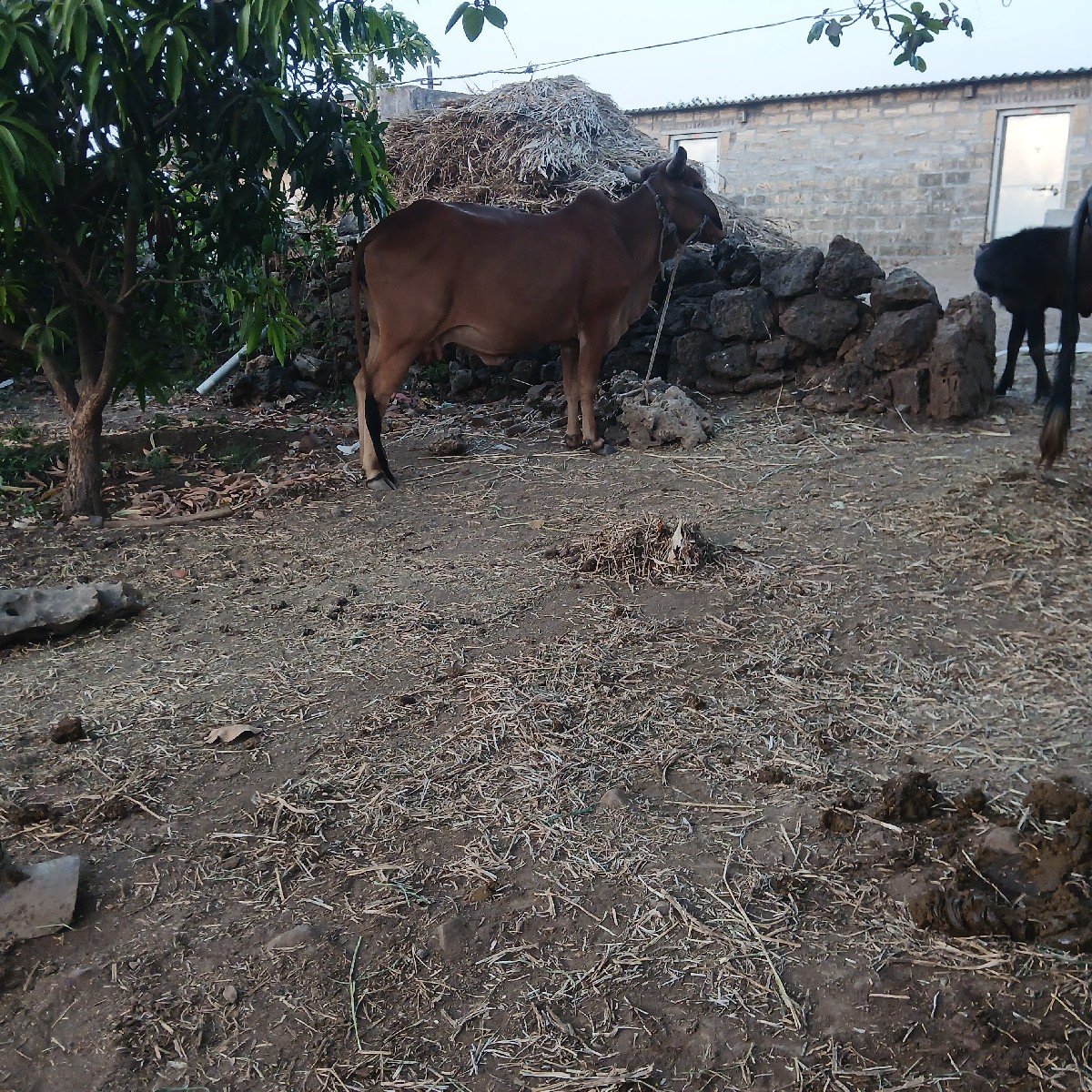 ગાય વેચવાની છે પાંચ મહિના ગાભણી