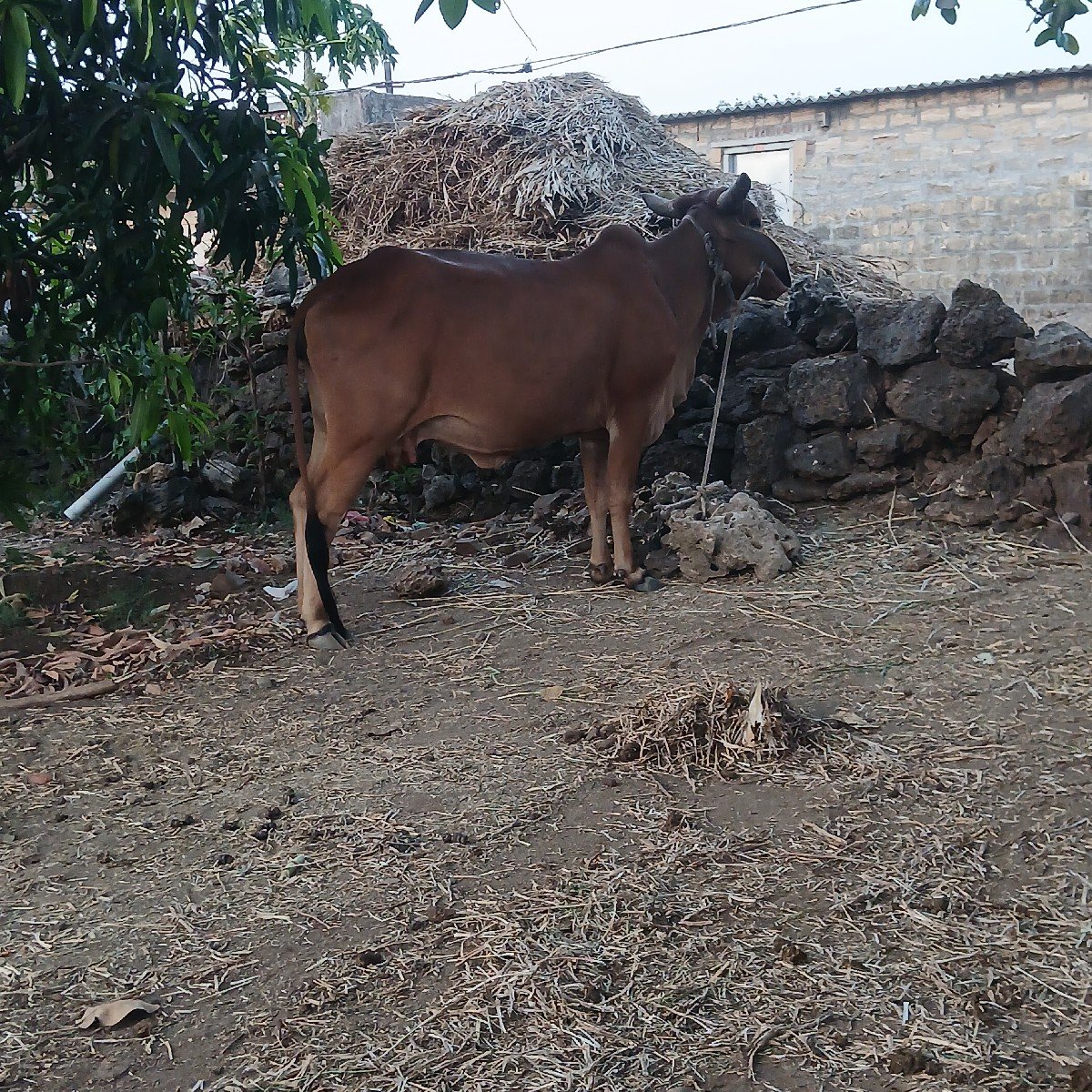 ગાય વેચવાની છે પાંચ મહિના ગાભણી
