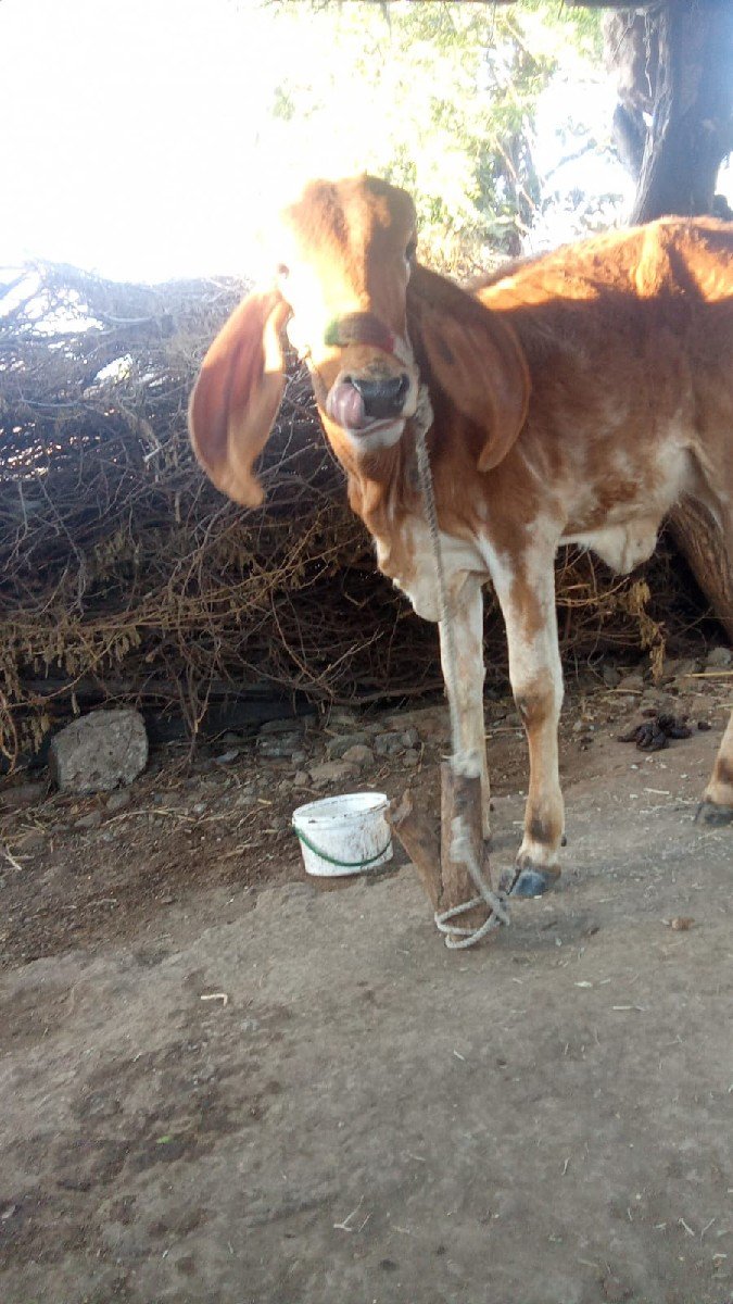 વાછડી વેચવાની છે