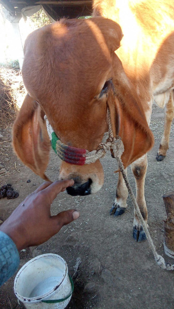 વાછડી વેચવાની છે