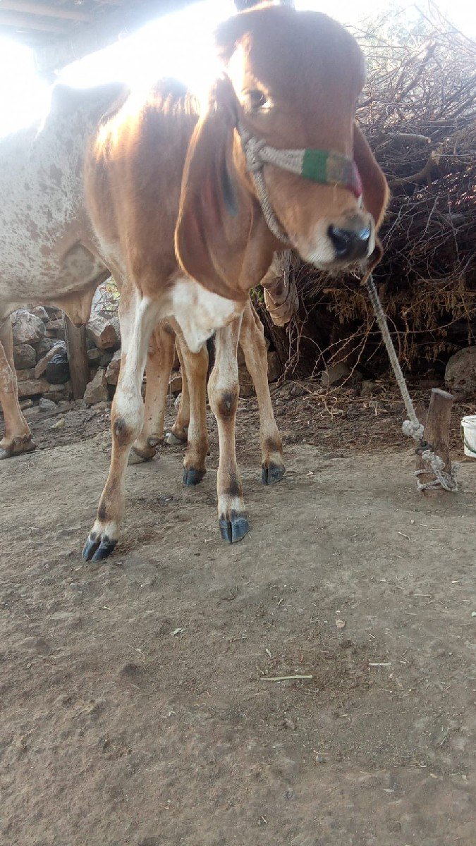 વાછડી વેચવાની છે