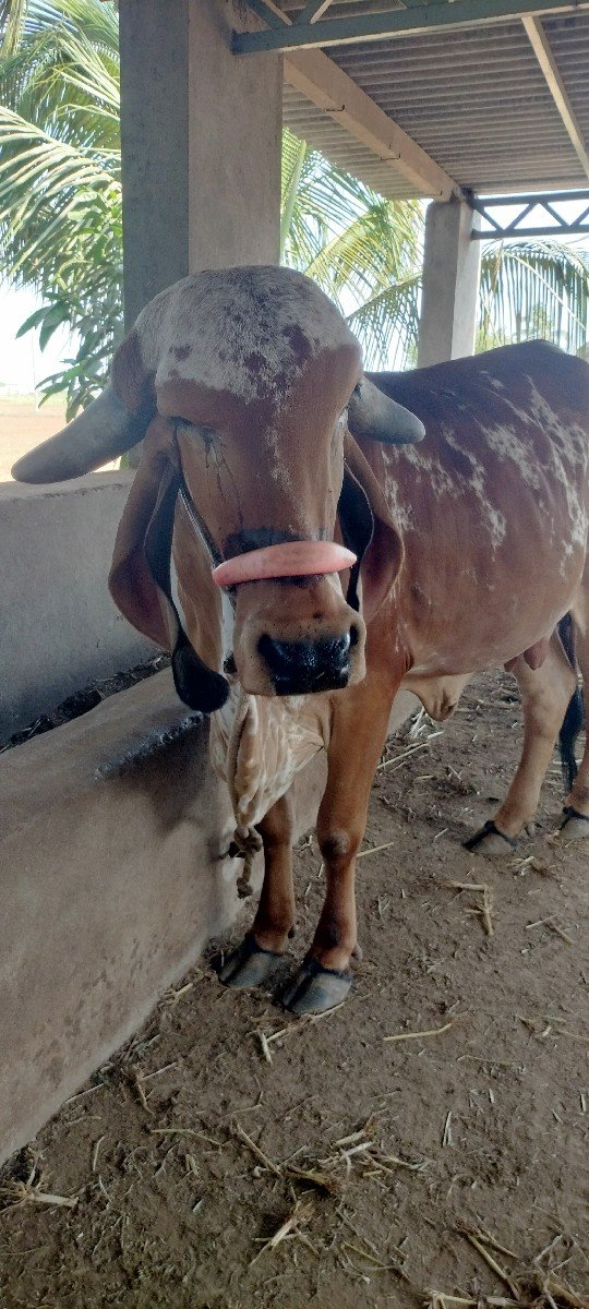 ગાય વેચવાની છે