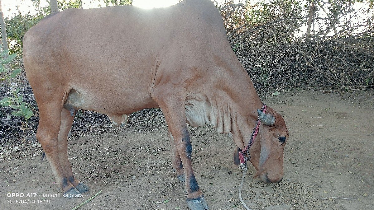 કાળા આંચળ વાળી ગાય વેચવાની છે