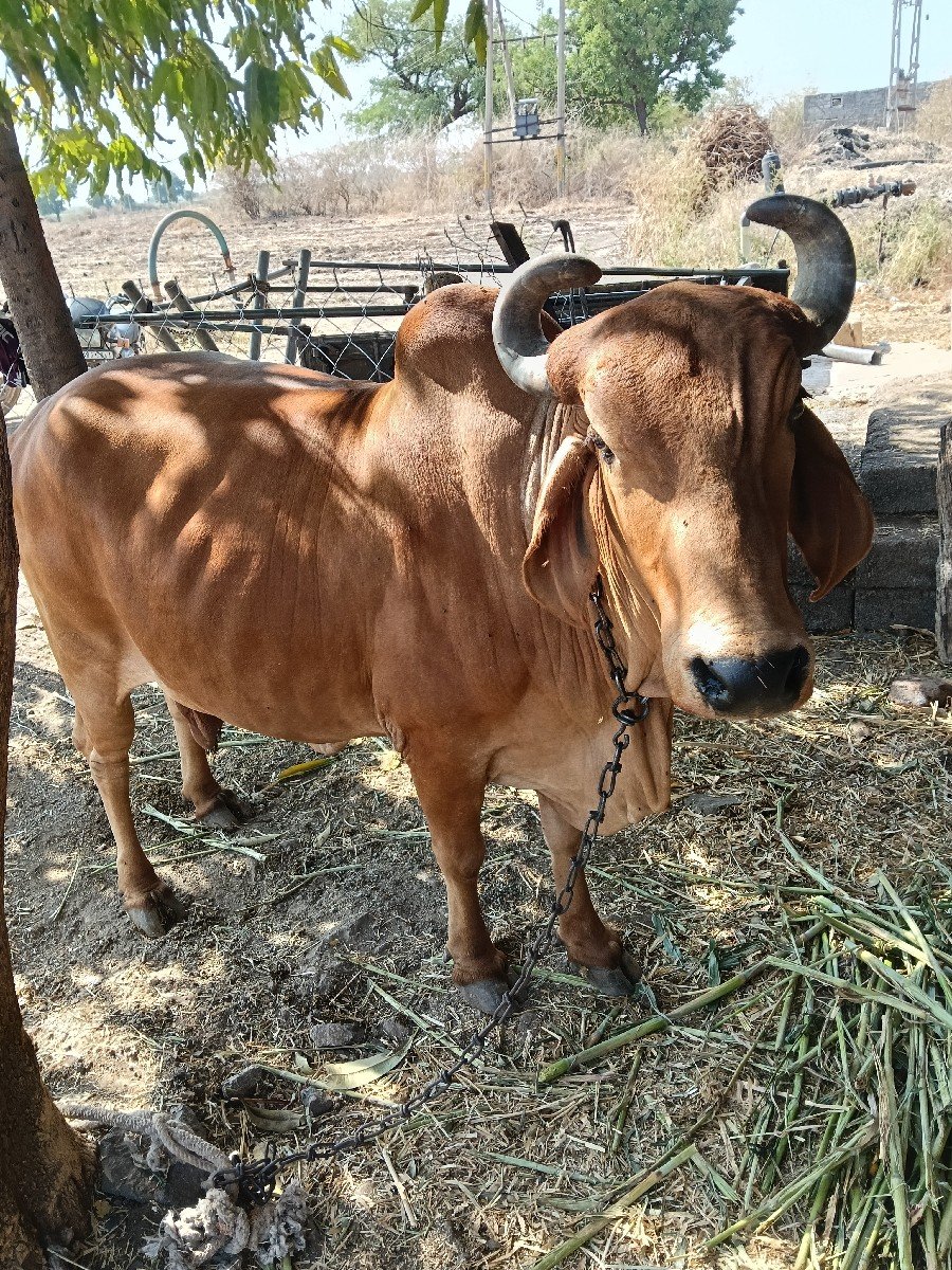 દેસી ગાય વેચવા ની છે 3 વેતર