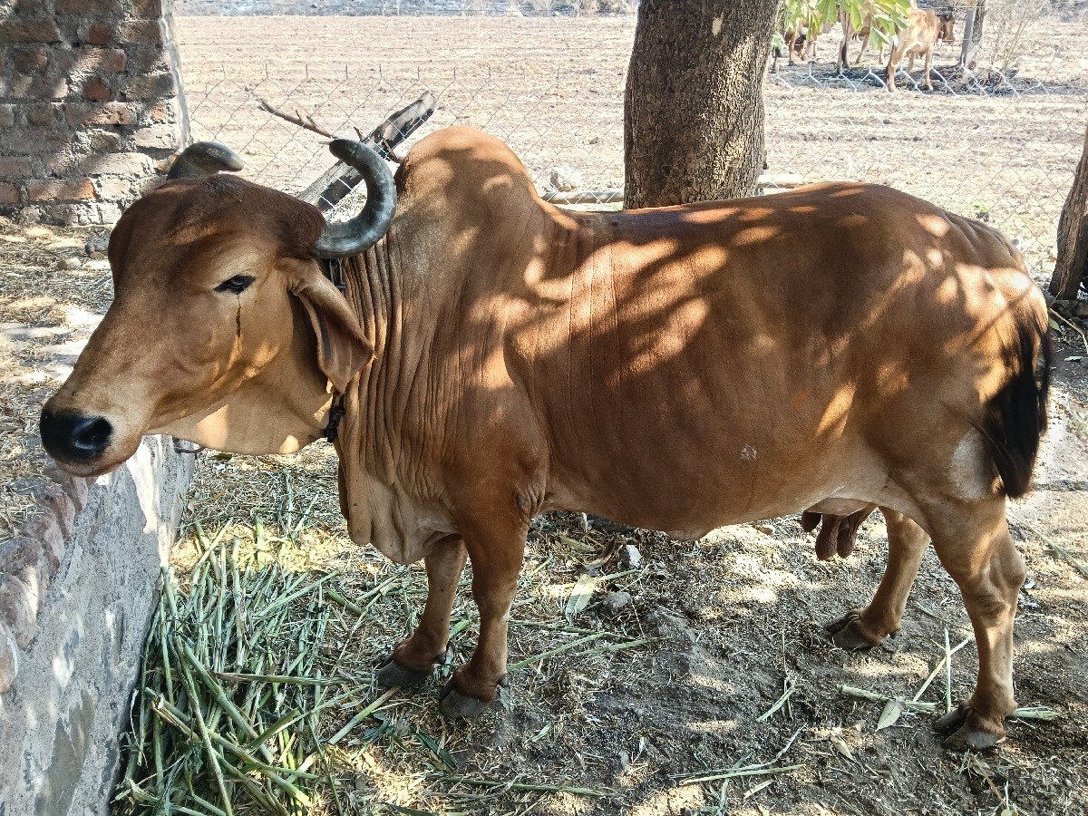 દેસી ગાય વેચવા ની છે 3 વેતર