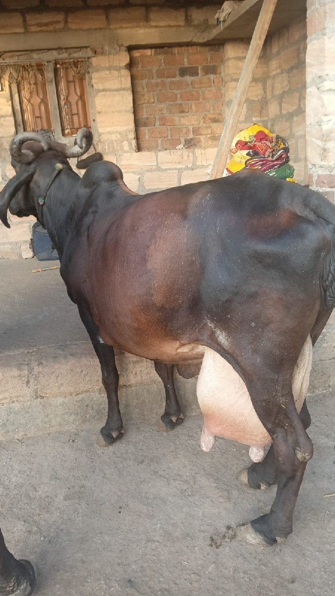 ગાય વેચવાની છે