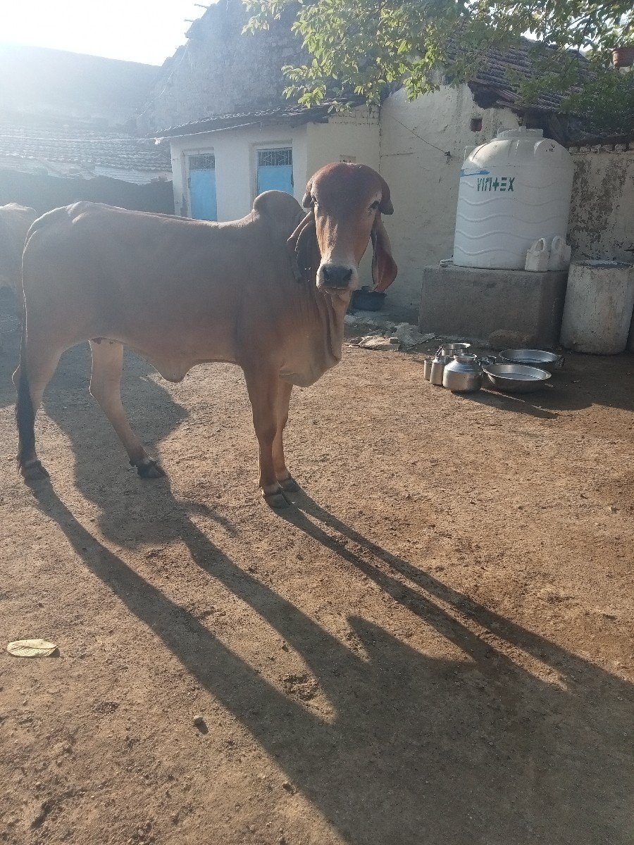 હોટકી