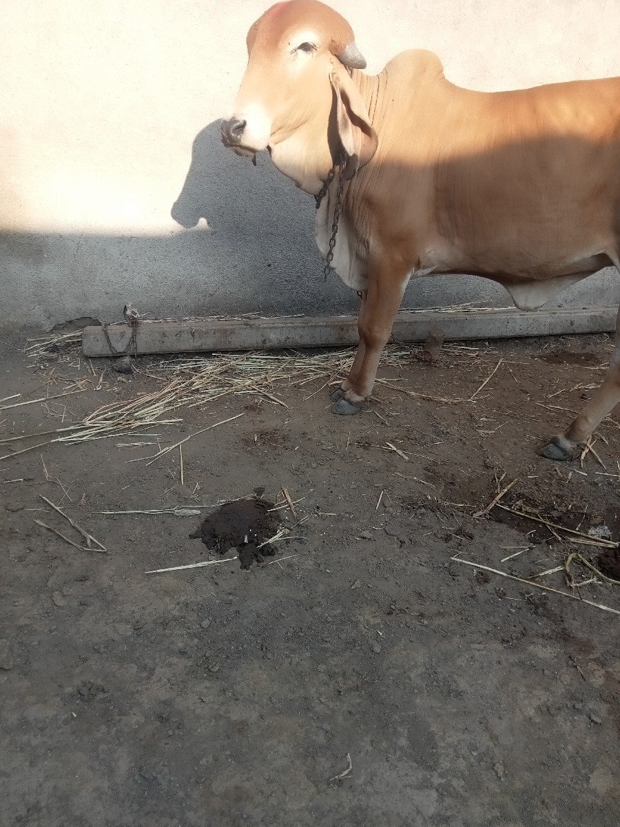હોટકી