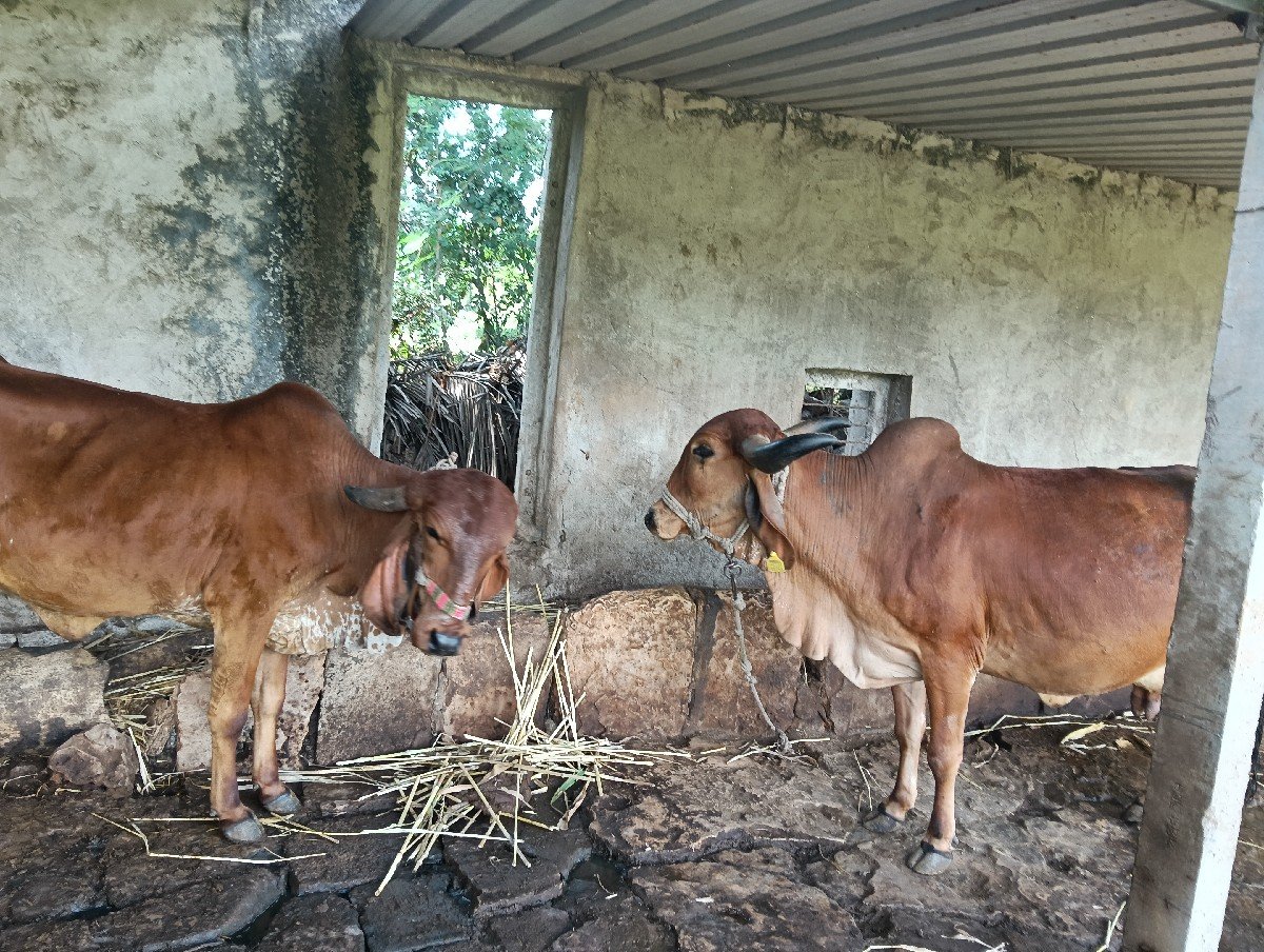 ગાય વેચવાની છે