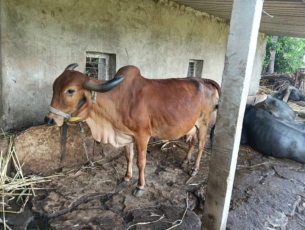 ગાય વેચવાની છે