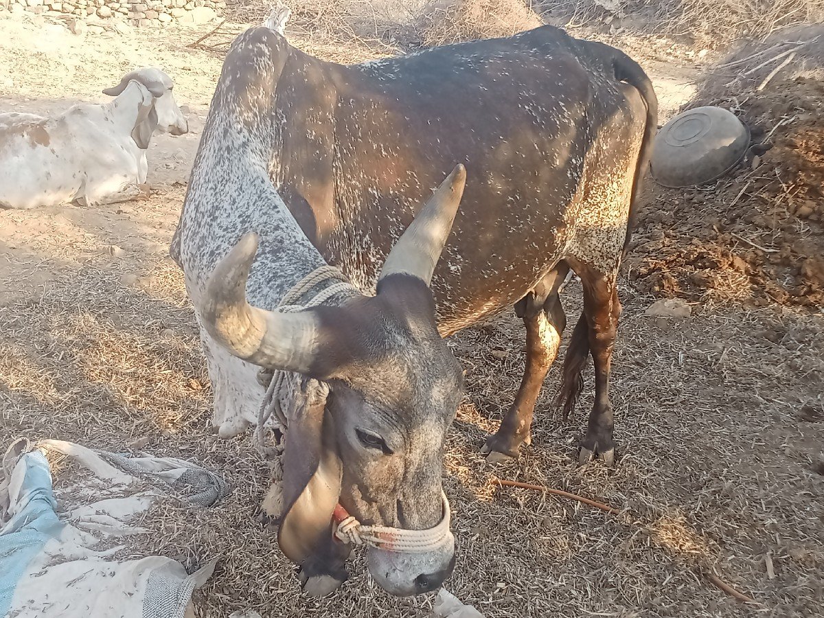 ગાય વેચવાની છે