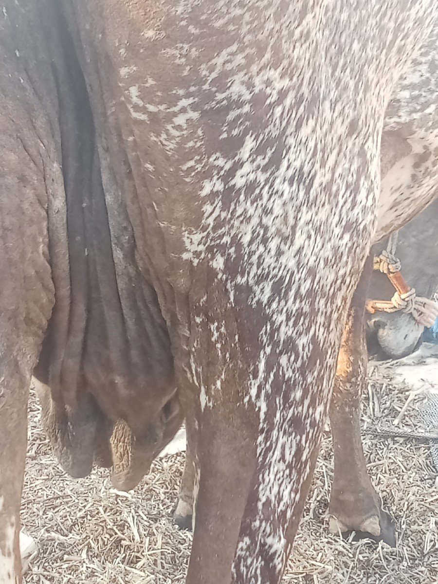 ગાય વેચવાની છે