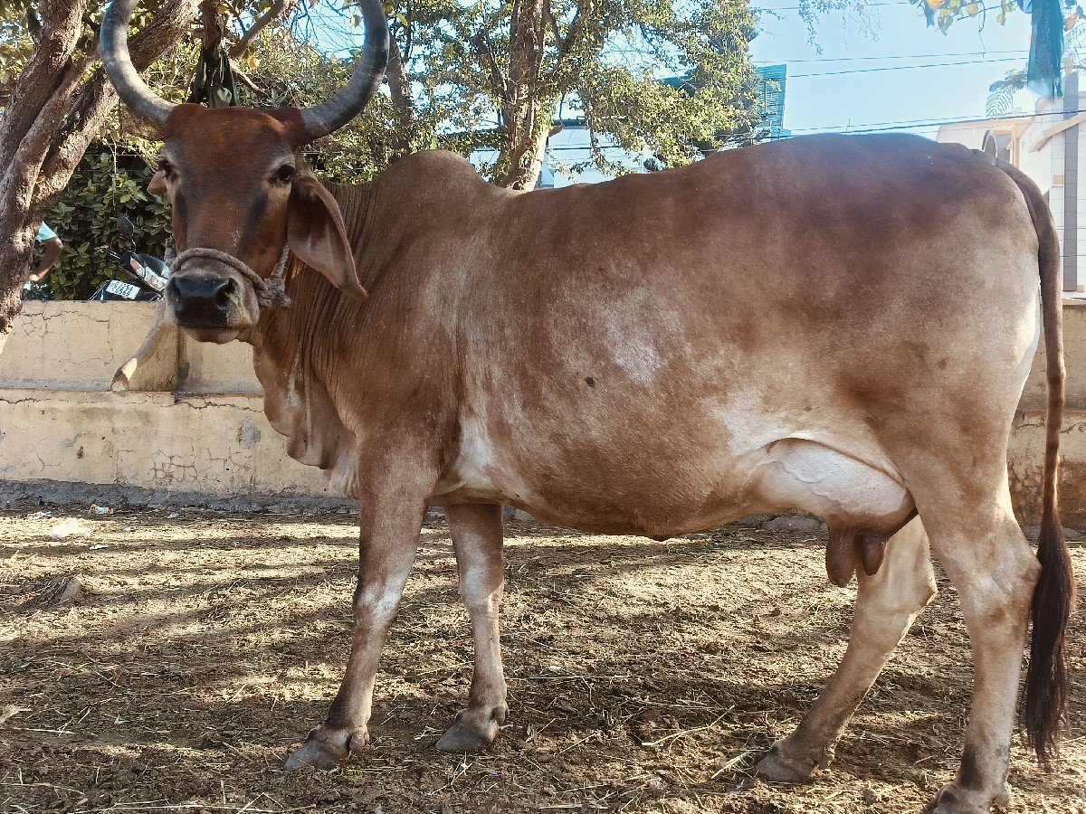 ગાય વેચવાની છે