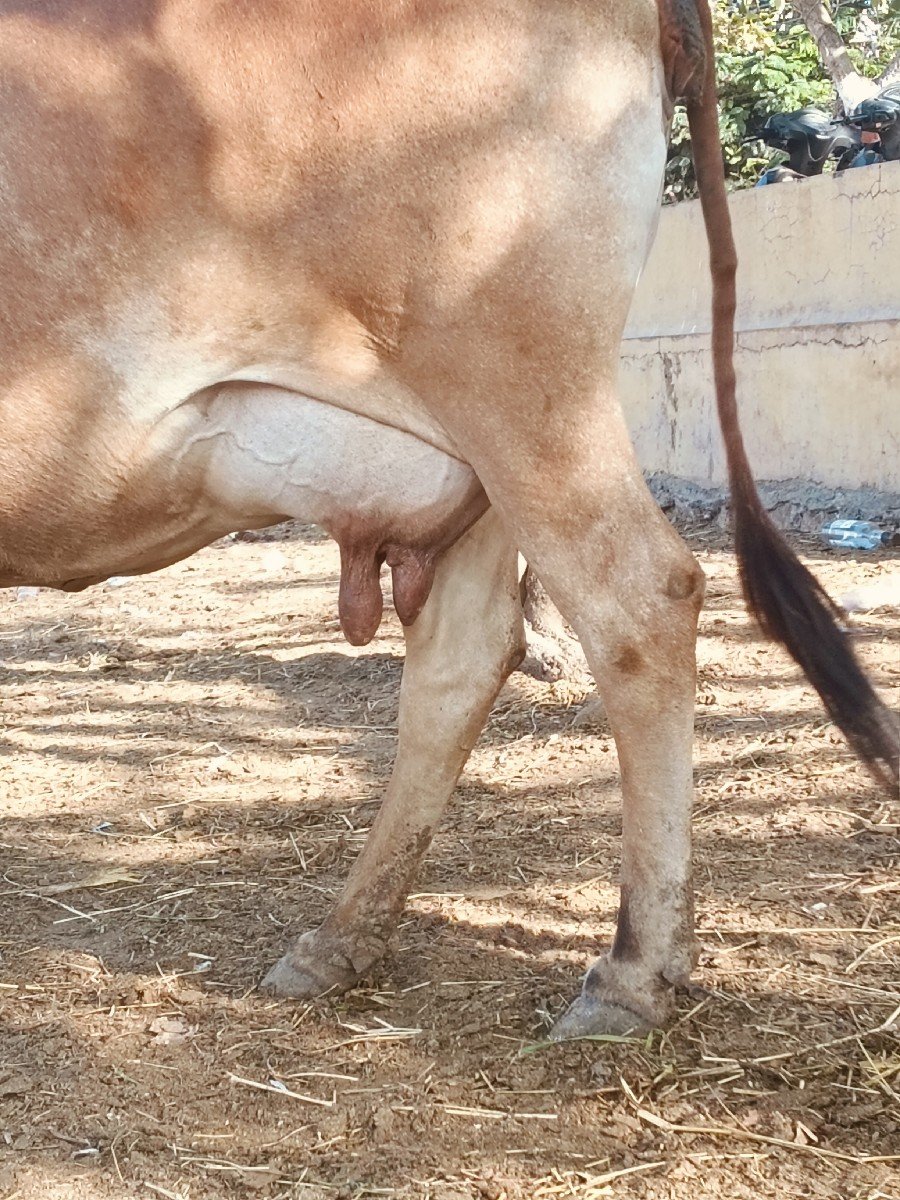 ગાય વેચવાની છે