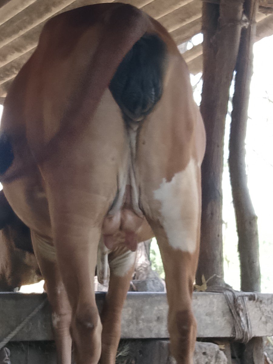 ગીર.પેલુ.વેતર.