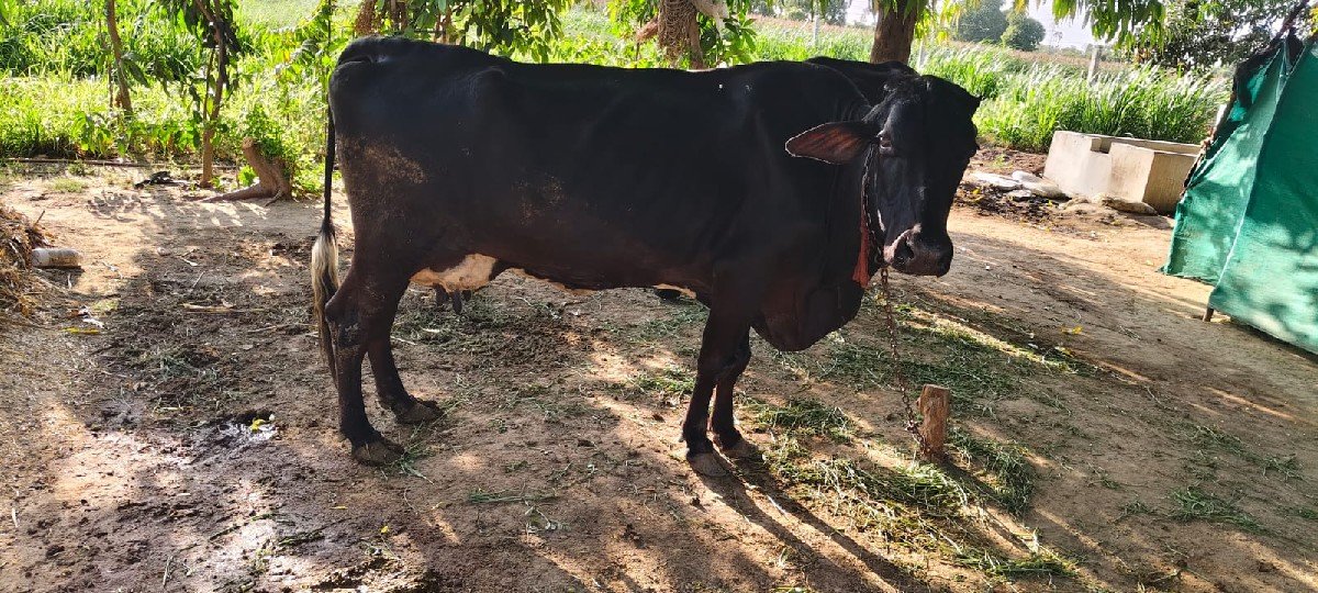 જર્સી ગાય વેચવાની છે