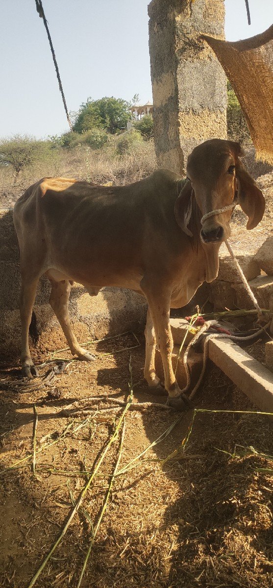 ગાય વેચવાની છે