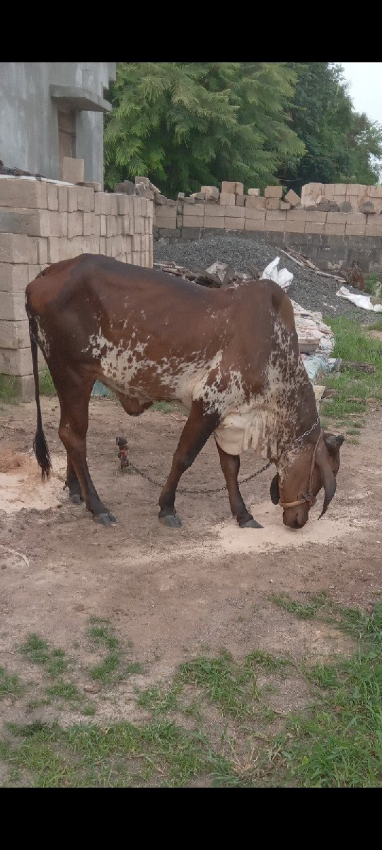 ૩ વર્ષની વાછડી પારવા આપવાની છે