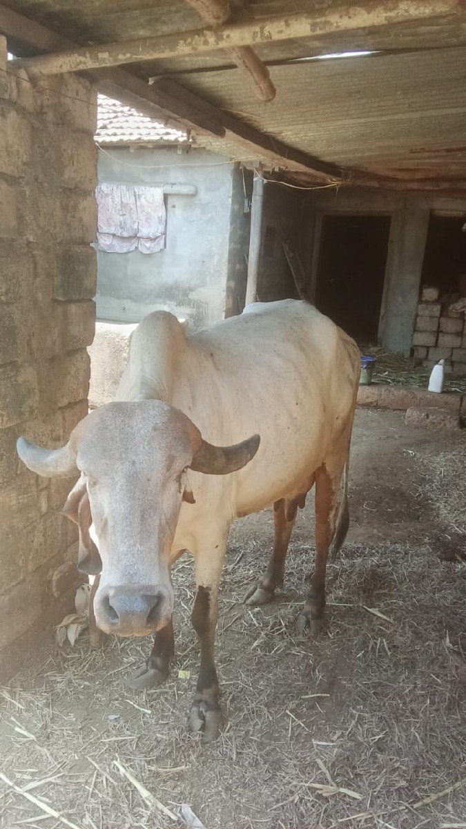 ગાય વેચવાની છે.