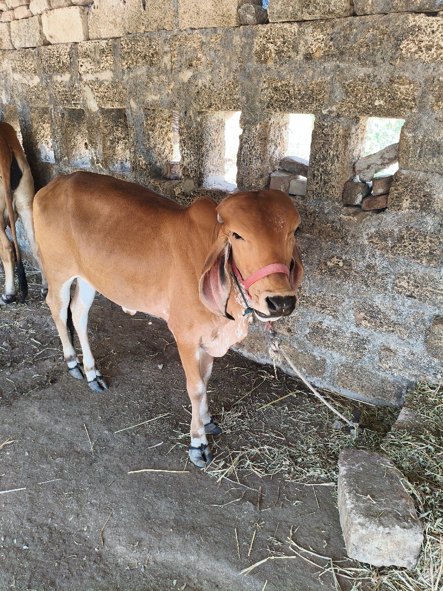 ગીર વાછડી વેચવાની છે