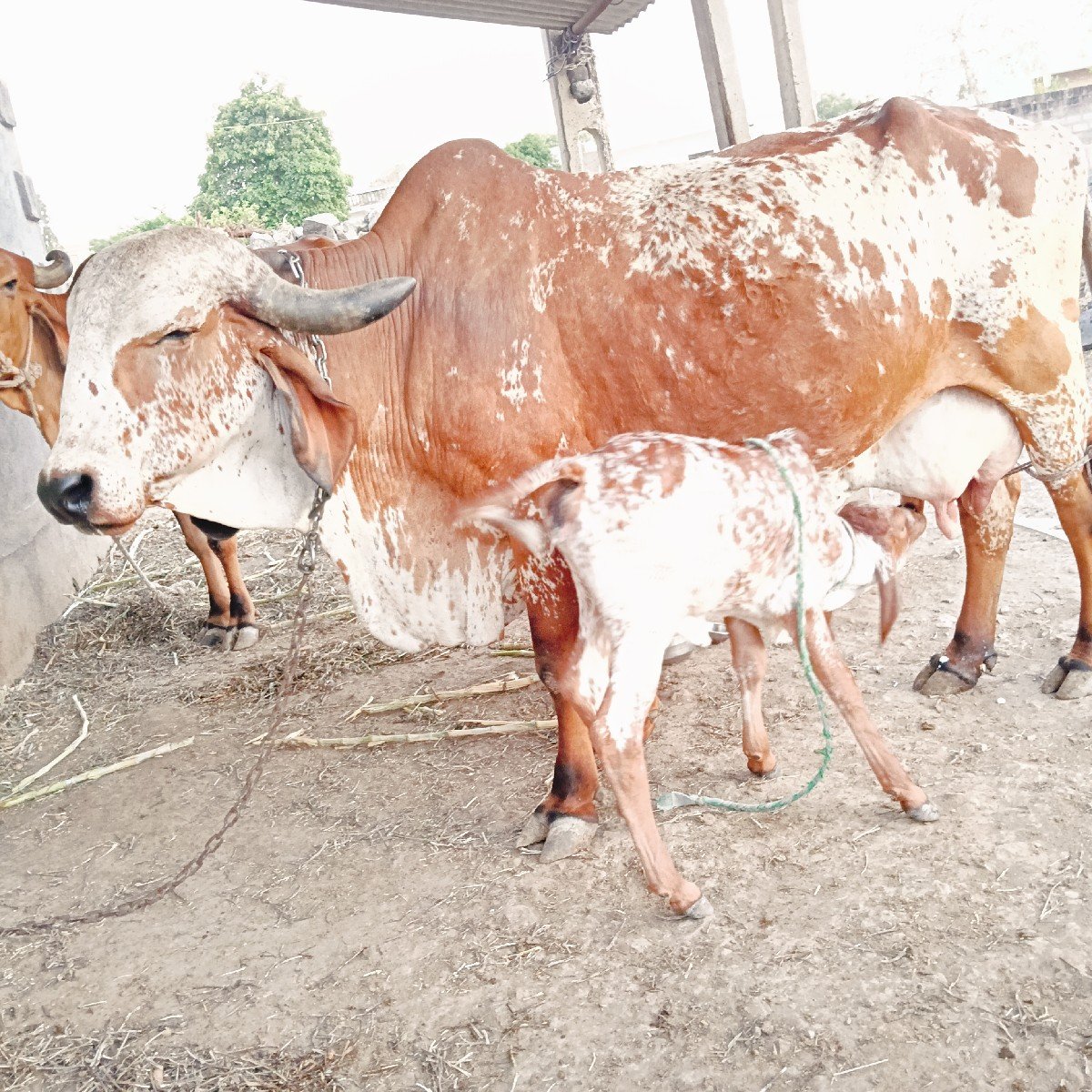 ગીર ગયવેચવા ની છે