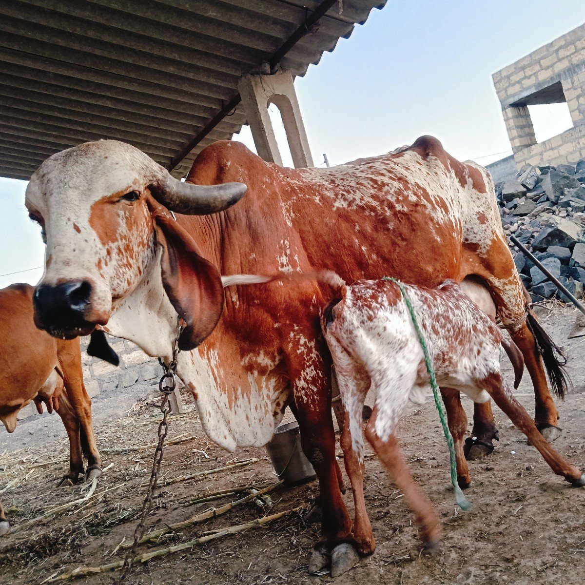 ગીર ગયવેચવા ની છે