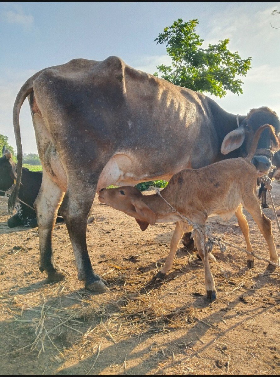 જર્સી ગાય વેચવાની
ગીર ગાય વેચવાની