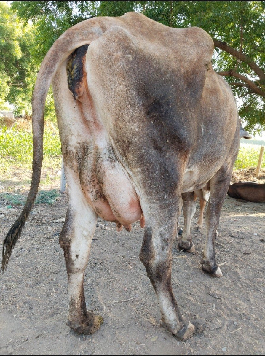 જર્સી ગાય વેચવાની
ગીર ગાય વેચવાની
