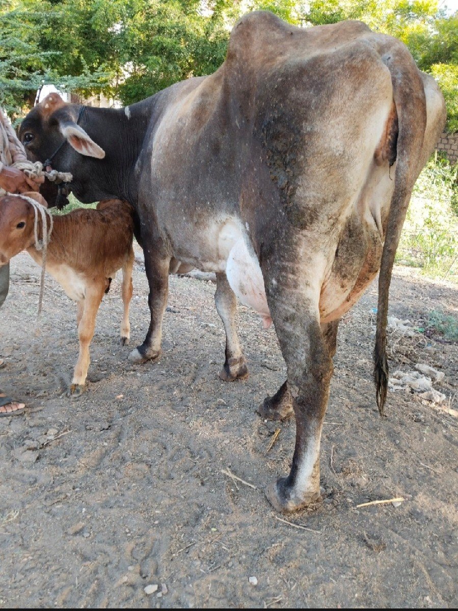 જર્સી ગાય વેચવાની
ગીર ગાય વેચવાની