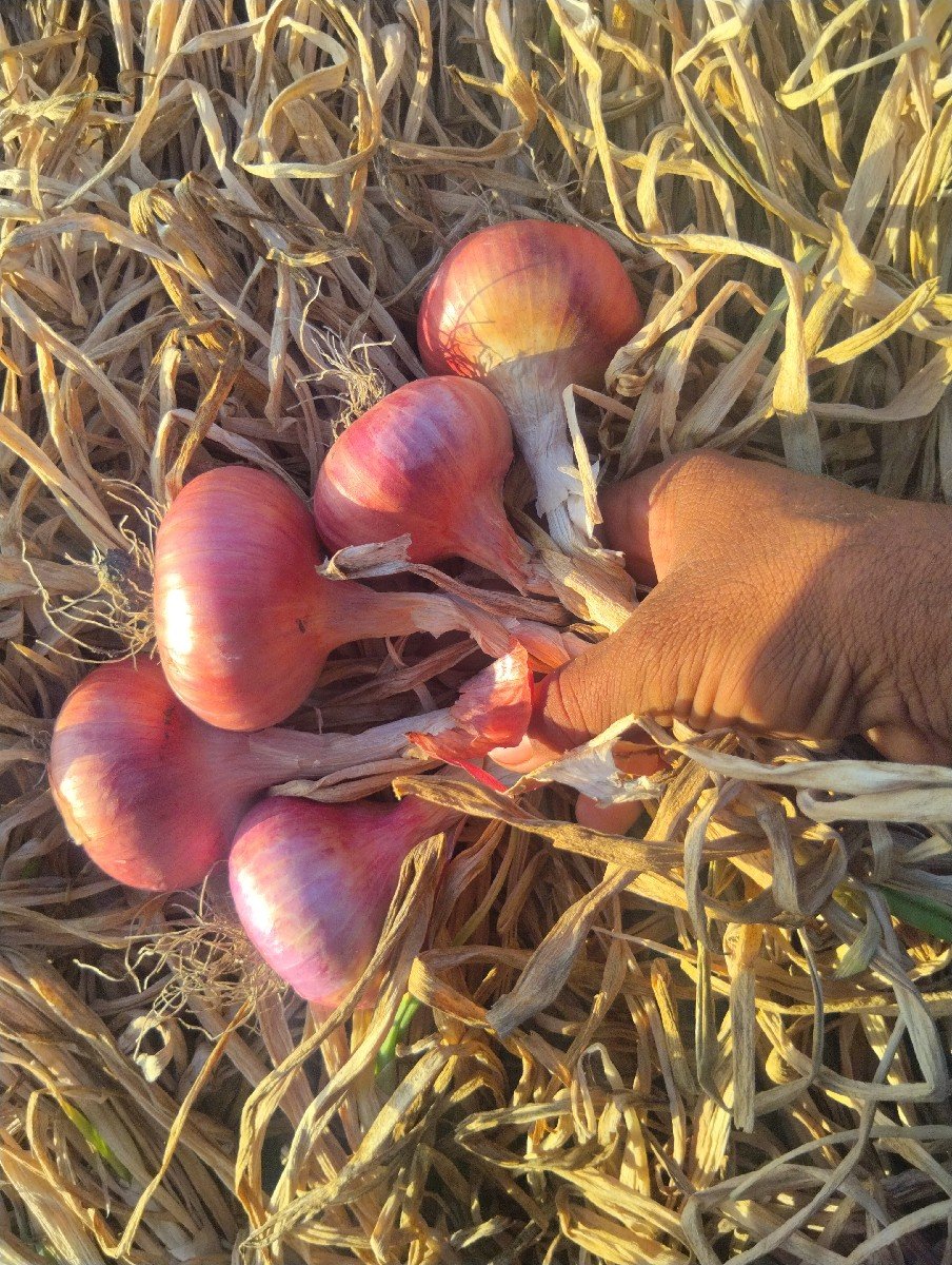 ડુંગરી ના પાદડા વેચવાના છે