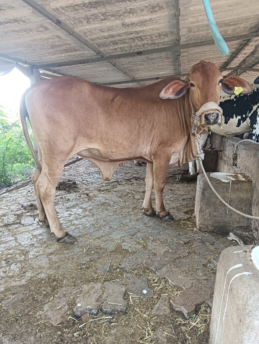 વેચવાની સે
