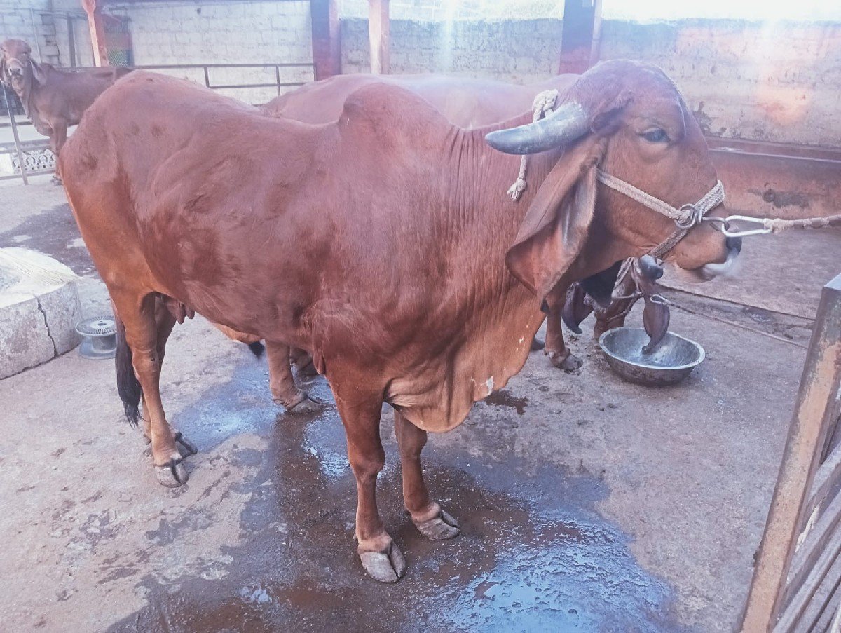 ગીર ગાય ગીર વોડકી