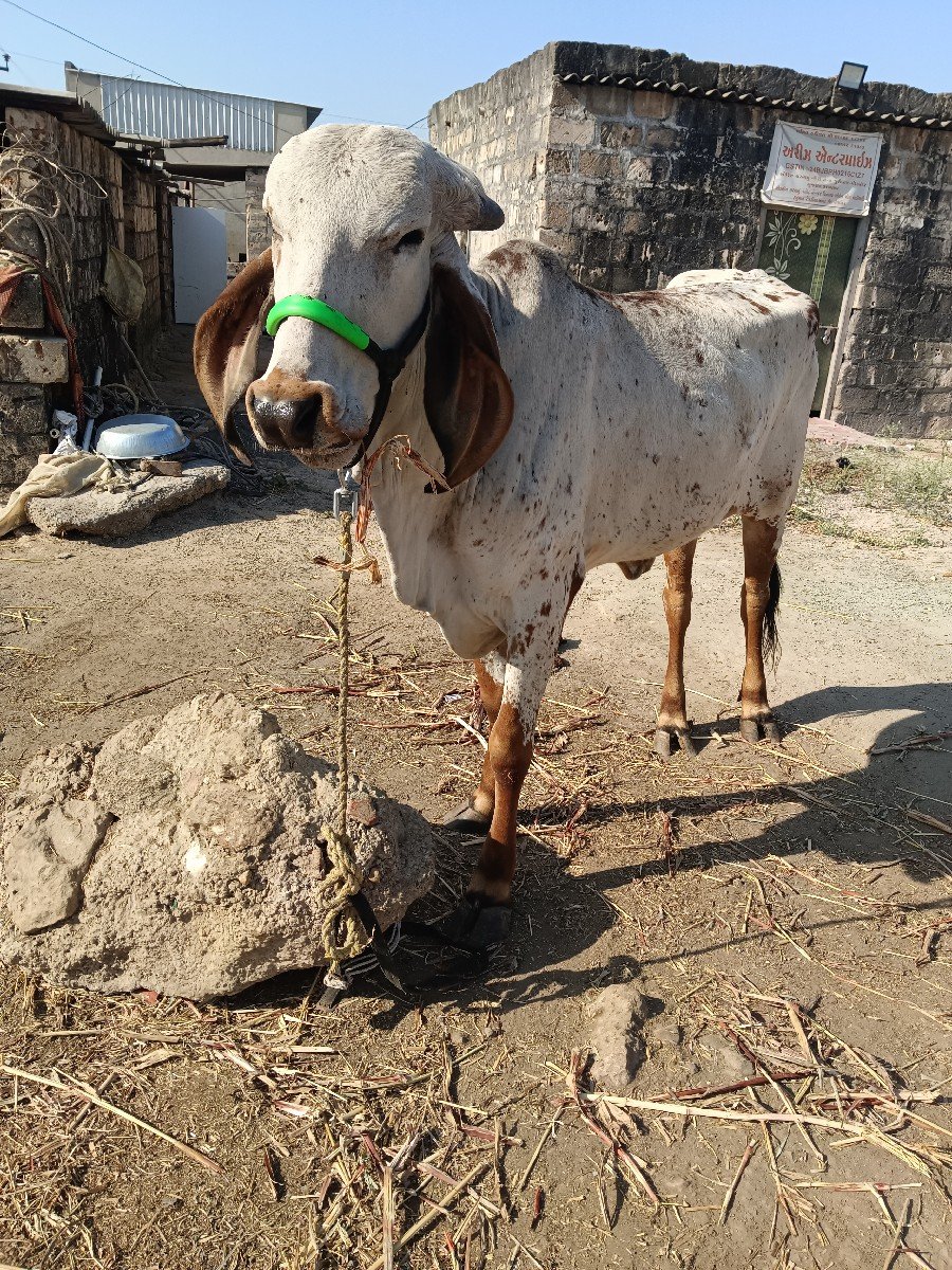 vechhvani se