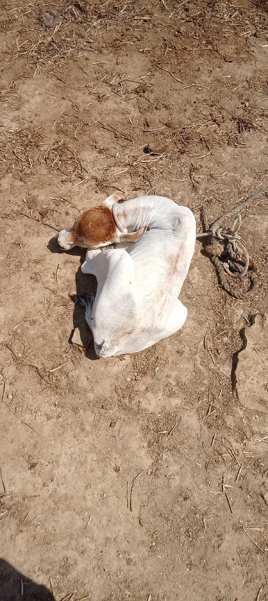 ગાય વેચવાની છે