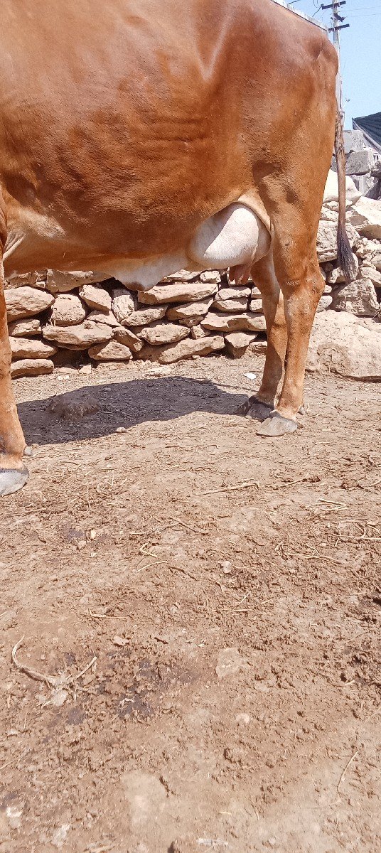 ગાય વેચવાની છે