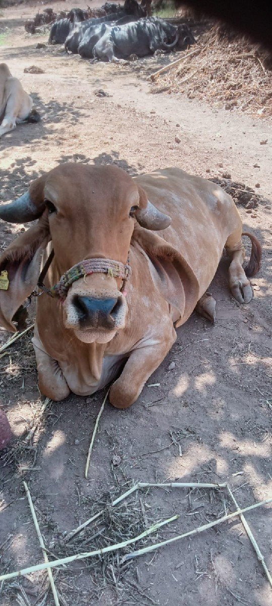 ગીર ગાય વહેંચવા ની છે
