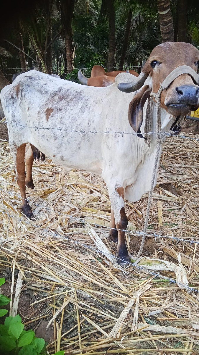 ગાય વે ની છે