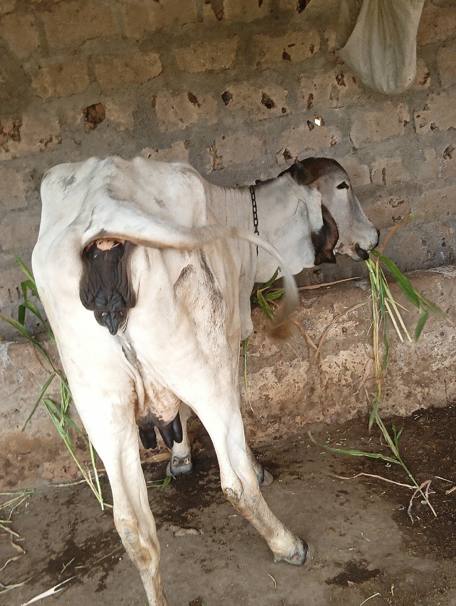 હોડકી વેસવી