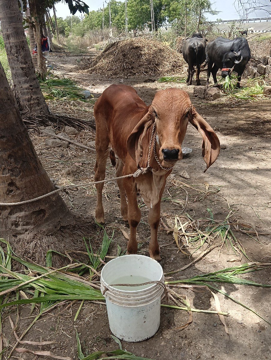 હોડકી વેસવી