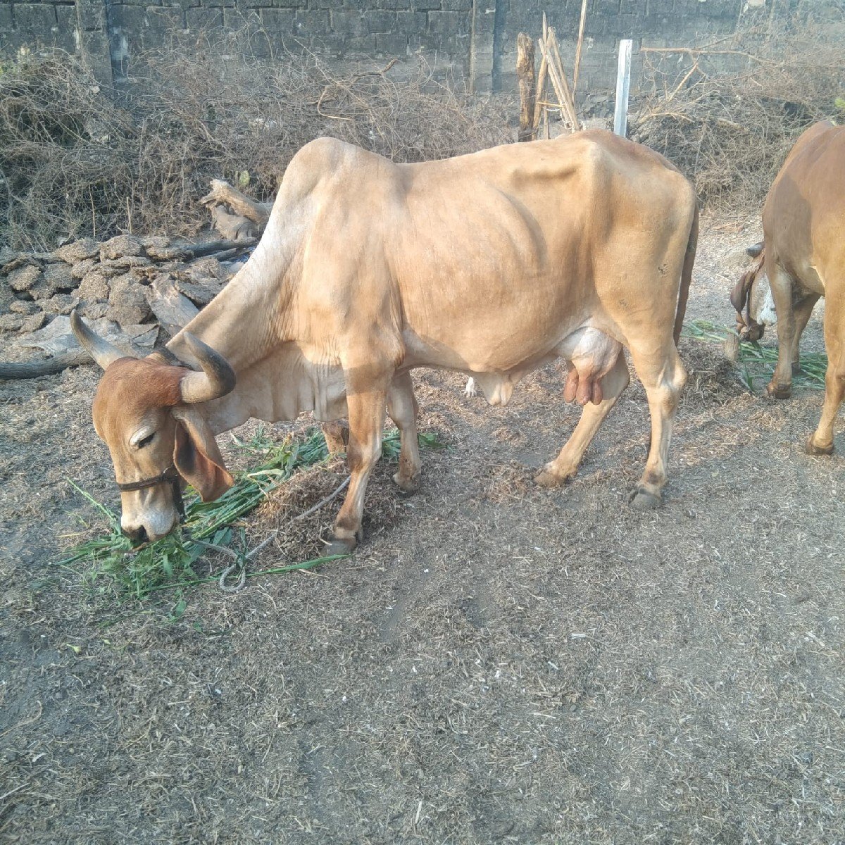 વેસવાની સે