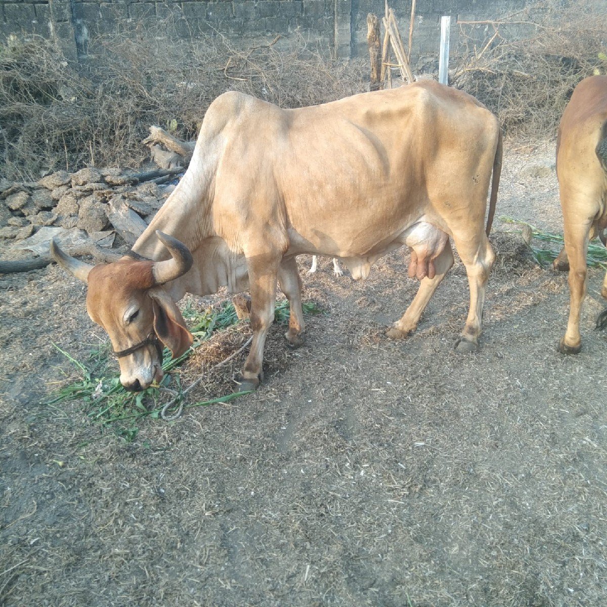 વેસવાની સે