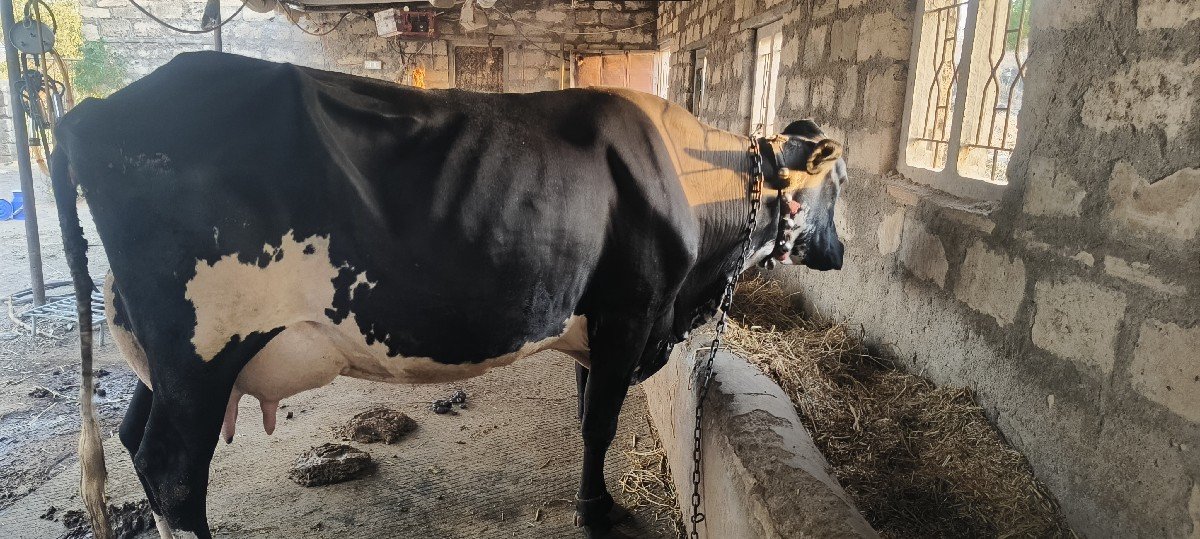 આ જર્સી ગાય વેચવાની છે