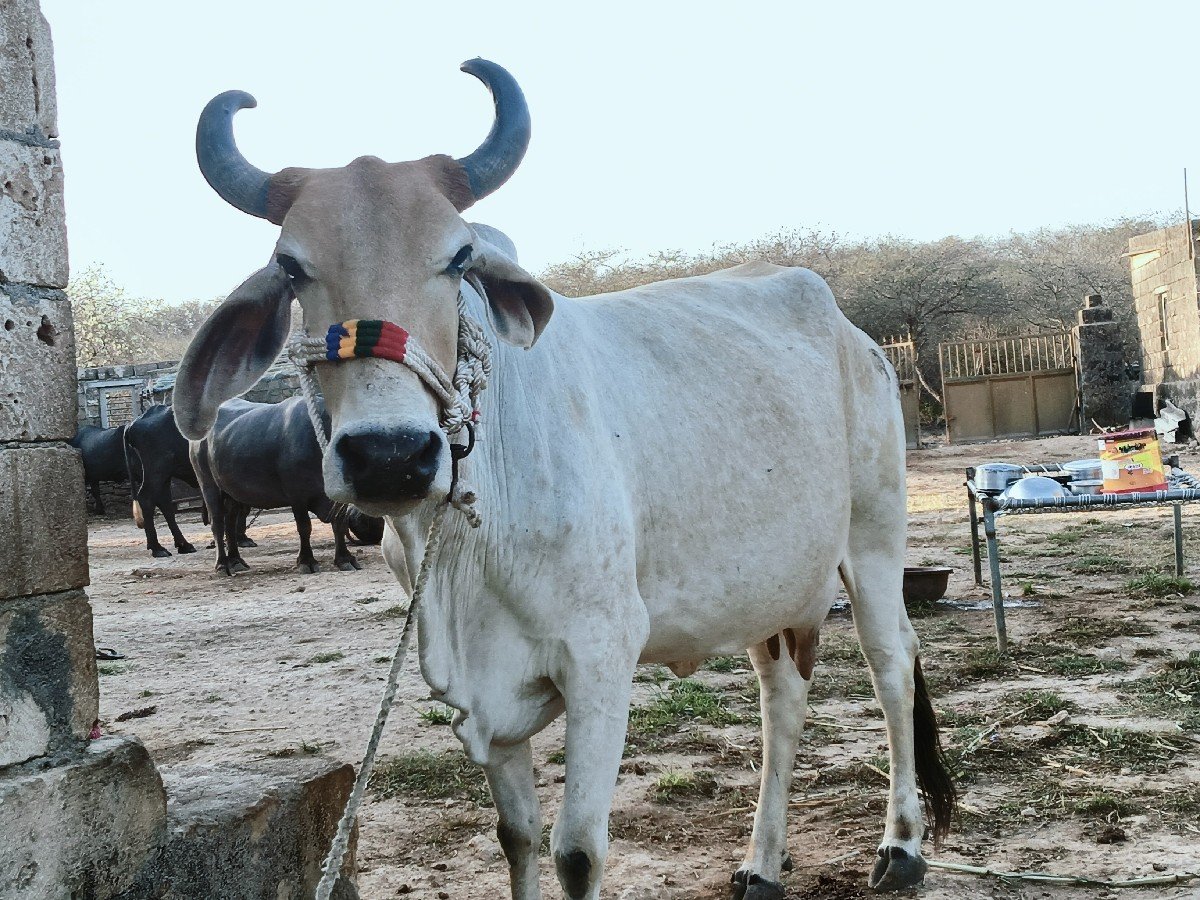 આ ગાય વેચવાની છે