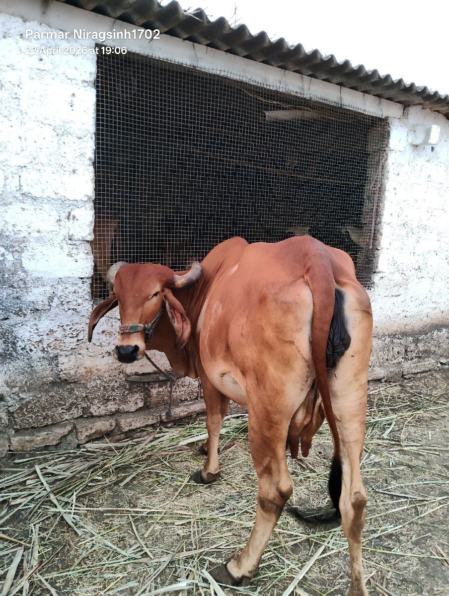 ગાય વેચવાની સે